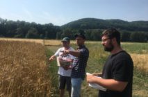 Mehrjähriger Weizen, ein Versuch!