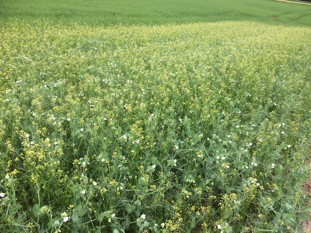 Feldbegehung der Versuchsfelder in Bettendorf